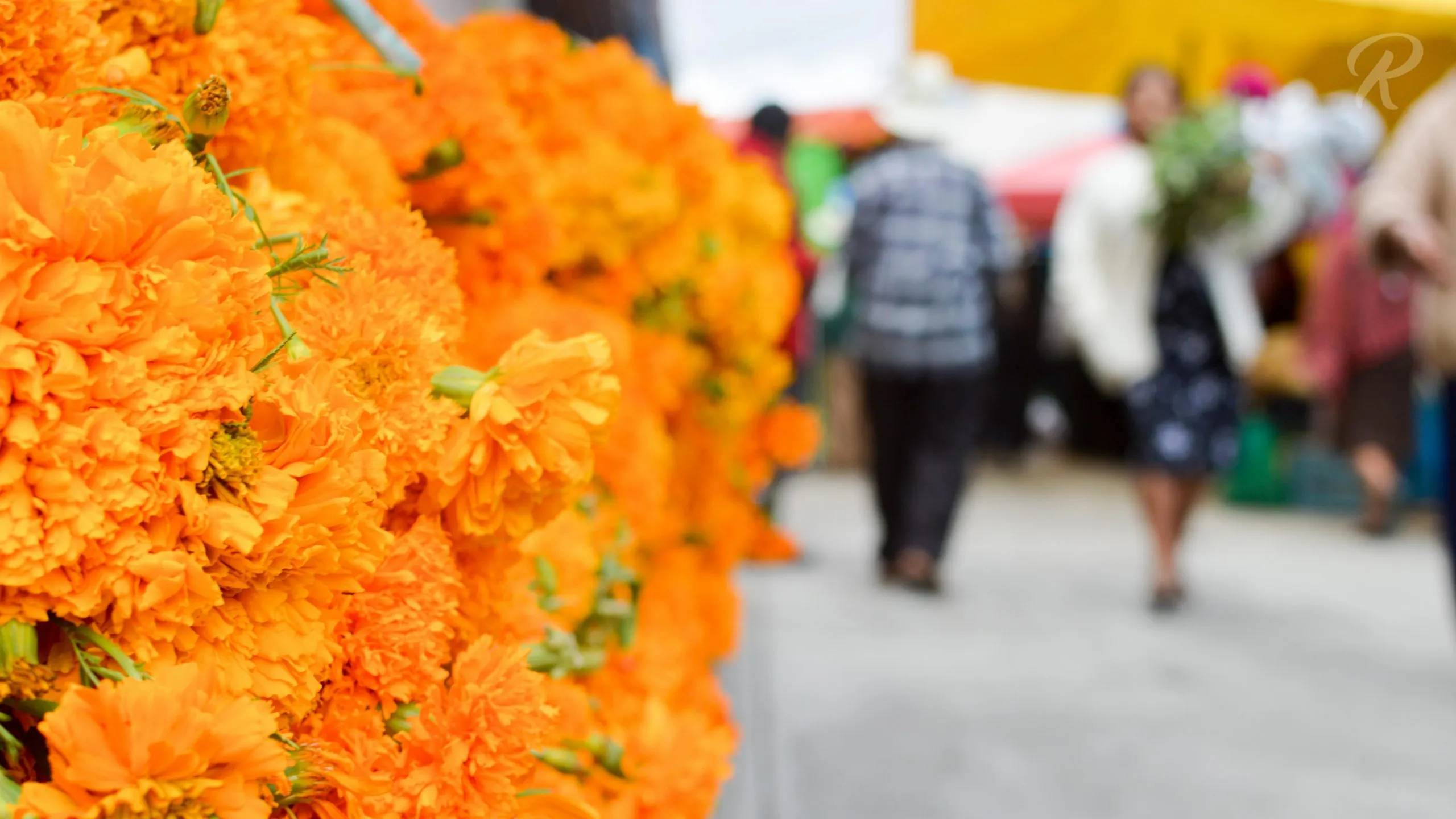 Estos son los precios oficiales de flores para Día de Muertos | Reporte18